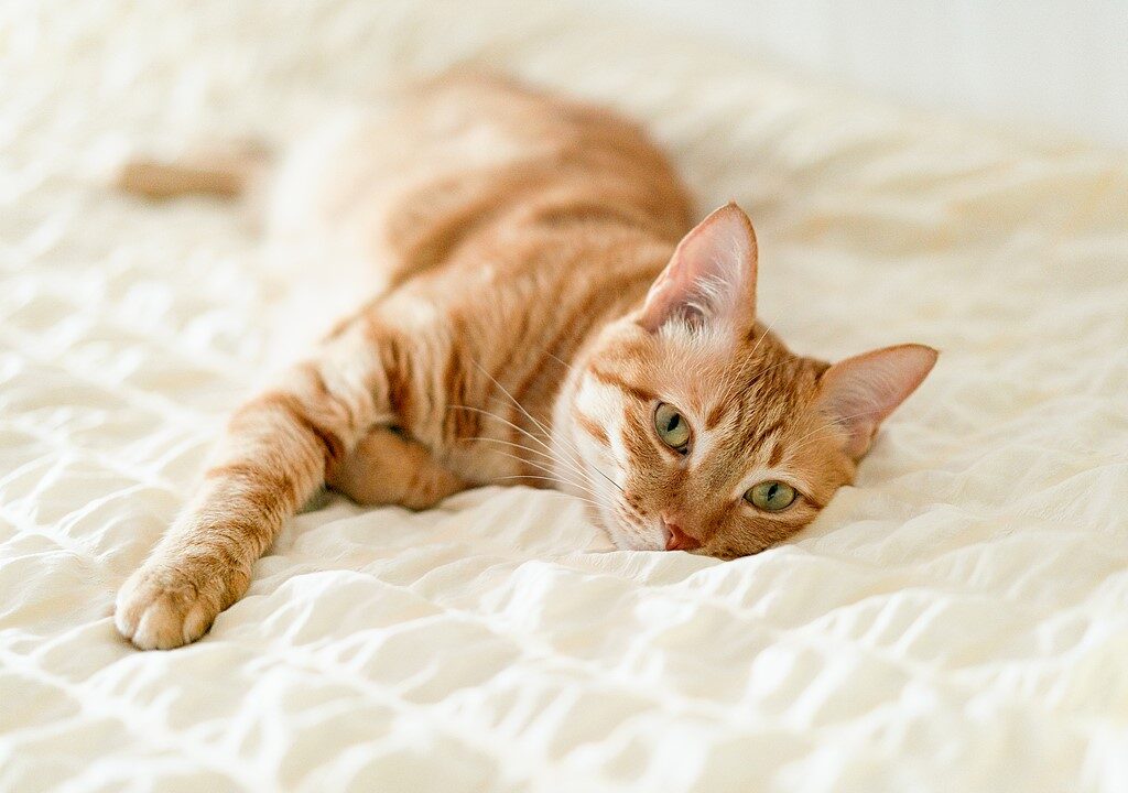 E-bike con i gatti: come addestrare il tuo felino a viaggiare nel cestino 2