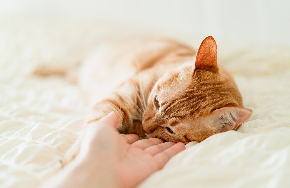 E-bike con i gatti: come addestrare il tuo felino a viaggiare nel cestino 3