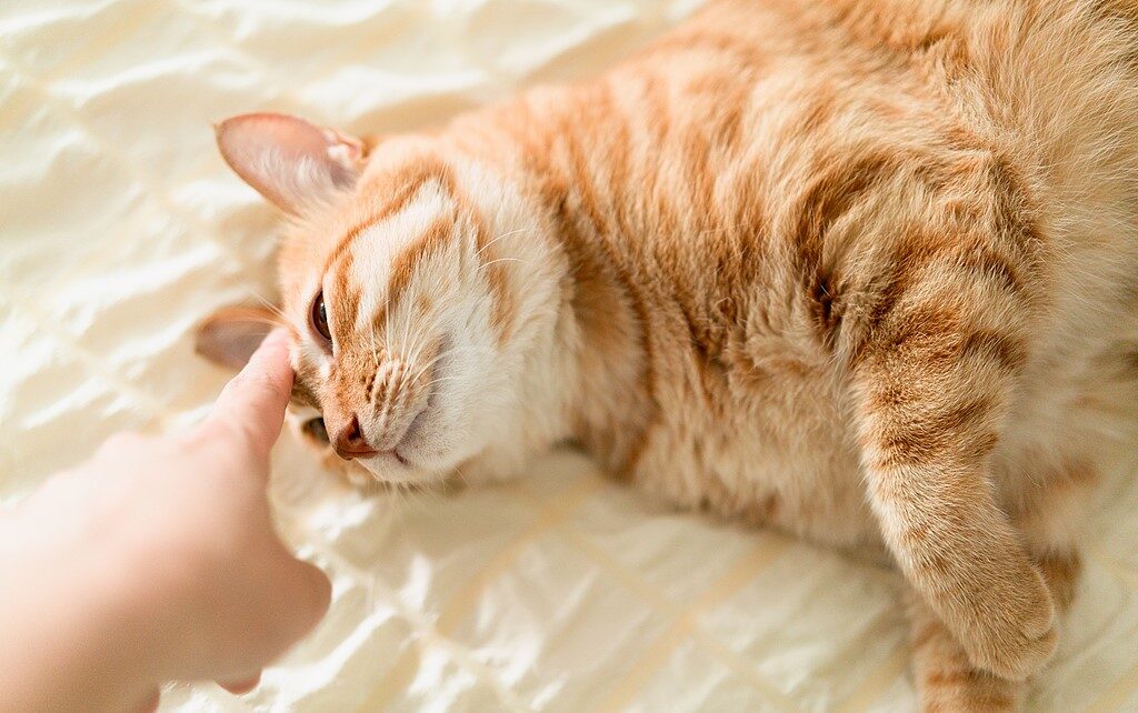 E-bike con i gatti: come addestrare il tuo felino a viaggiare nel cestino 4